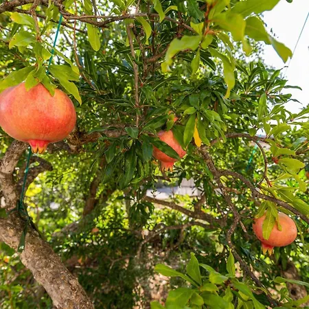 Sekula 아파트 시베니크